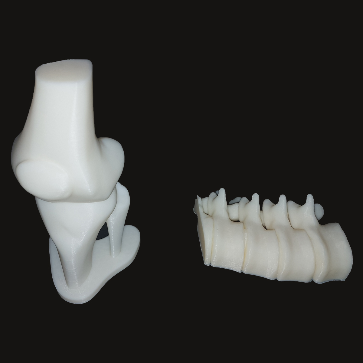 Genoux et vertèbre en 3D